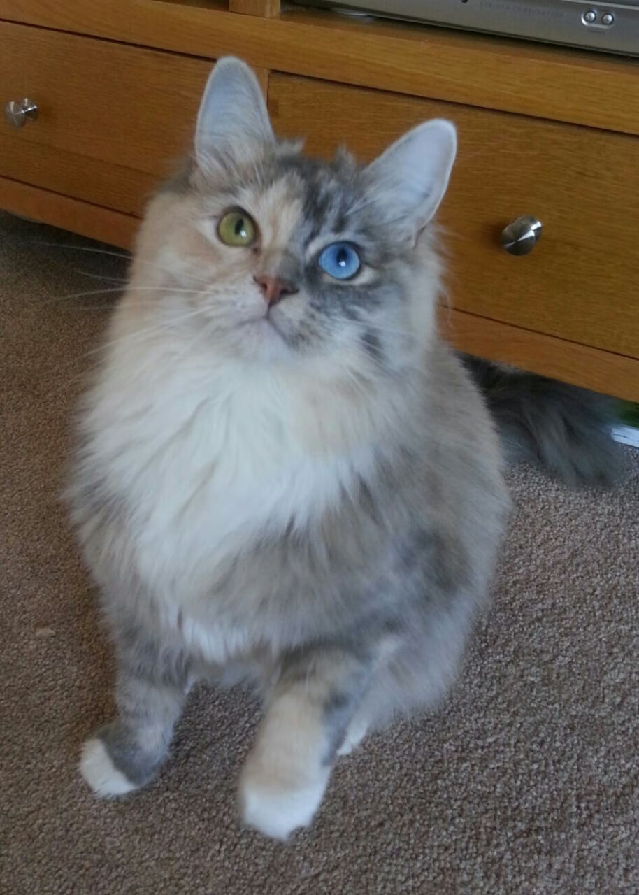 逆转之夜！小贾伦加时独砍12分化身关键先生，独行侠终结三连败