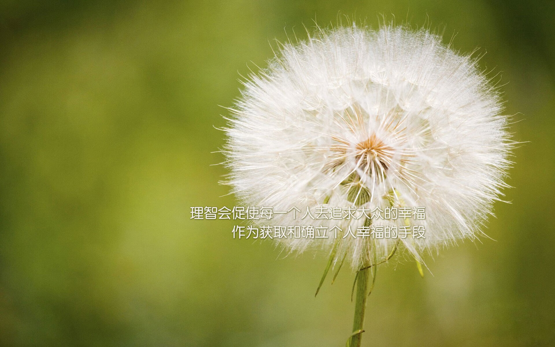 掌控风暴眼,福克斯的节奏魔法如何肢解黄蜂防线